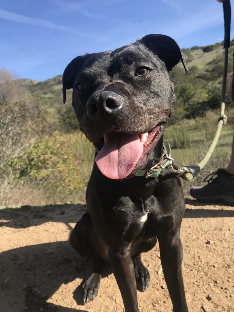 Bojangle, an American Pit Bull Terrier and American Staffordshire Terrier mix tested with EmbarkVet.com