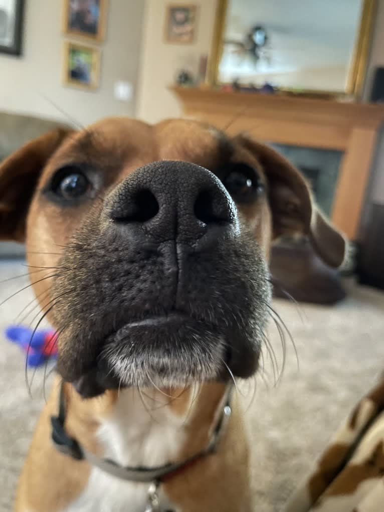 Francis, an American Pit Bull Terrier and Australian Cattle Dog mix tested with EmbarkVet.com