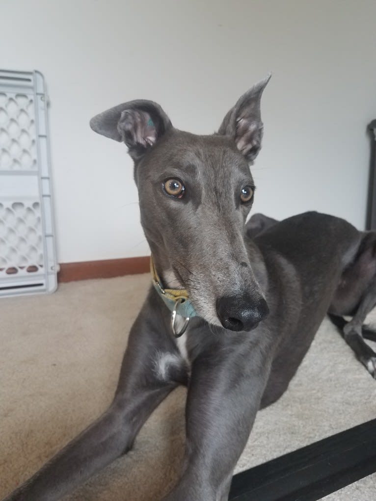 Whiskey, a Greyhound tested with EmbarkVet.com