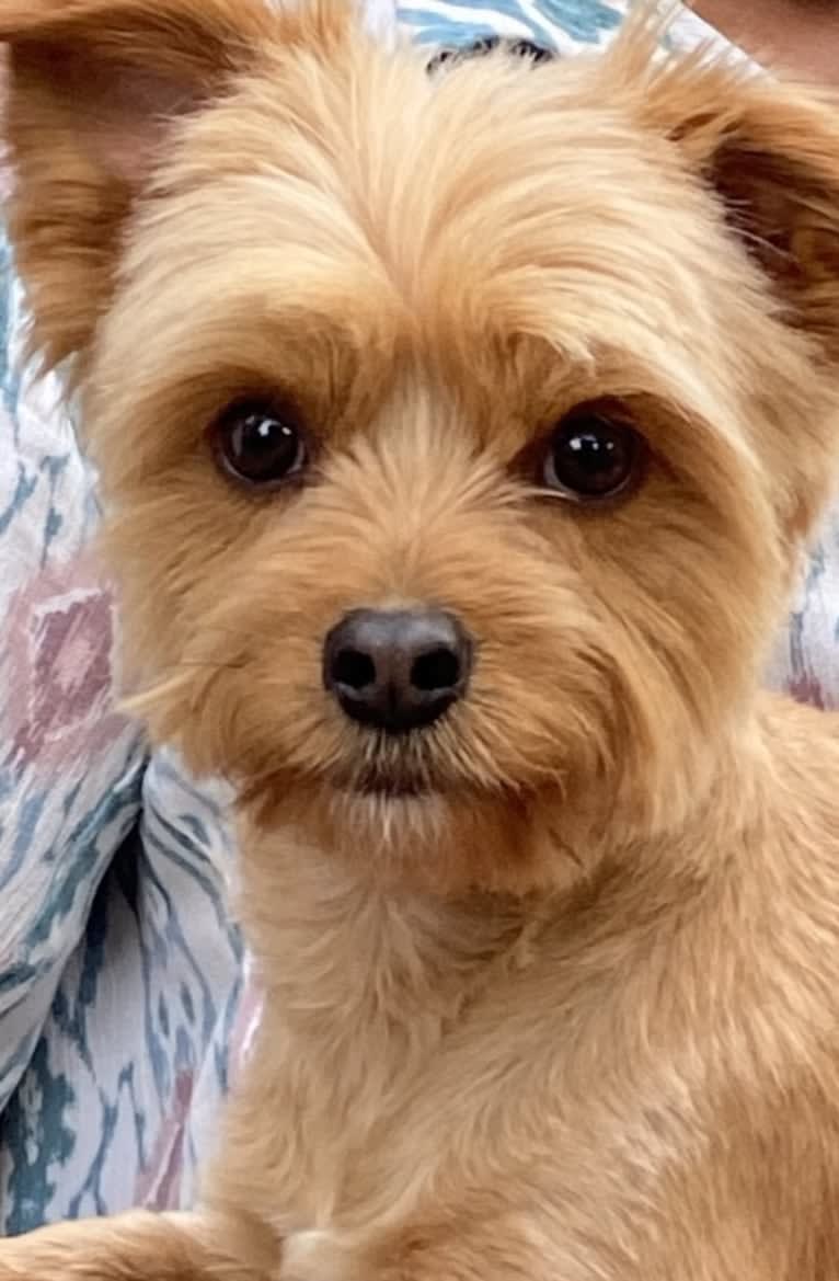 Chewbacca, a Yorkshire Terrier and Maltese mix tested with EmbarkVet.com