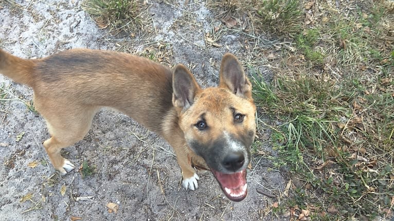 Seger, a New Guinea Singing Dog tested with EmbarkVet.com