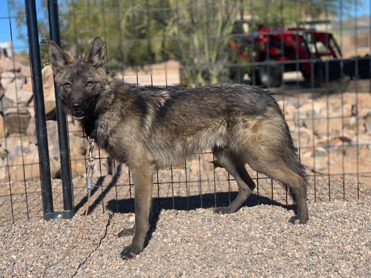 Sketti Spaghetti, a Coyote and Border Collie mix tested with EmbarkVet.com