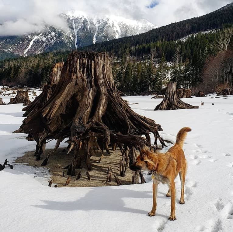 Lucy, a Formosan Mountain Dog tested with EmbarkVet.com