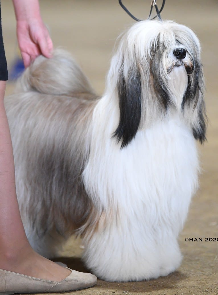 Kai, a Tibetan Terrier tested with EmbarkVet.com