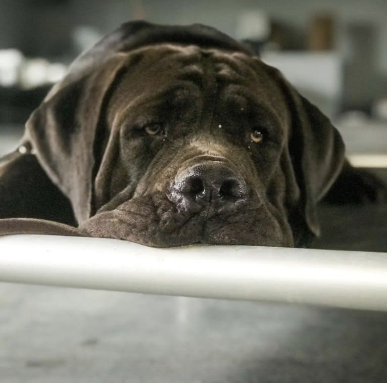 Cade, a Cane Corso tested with EmbarkVet.com