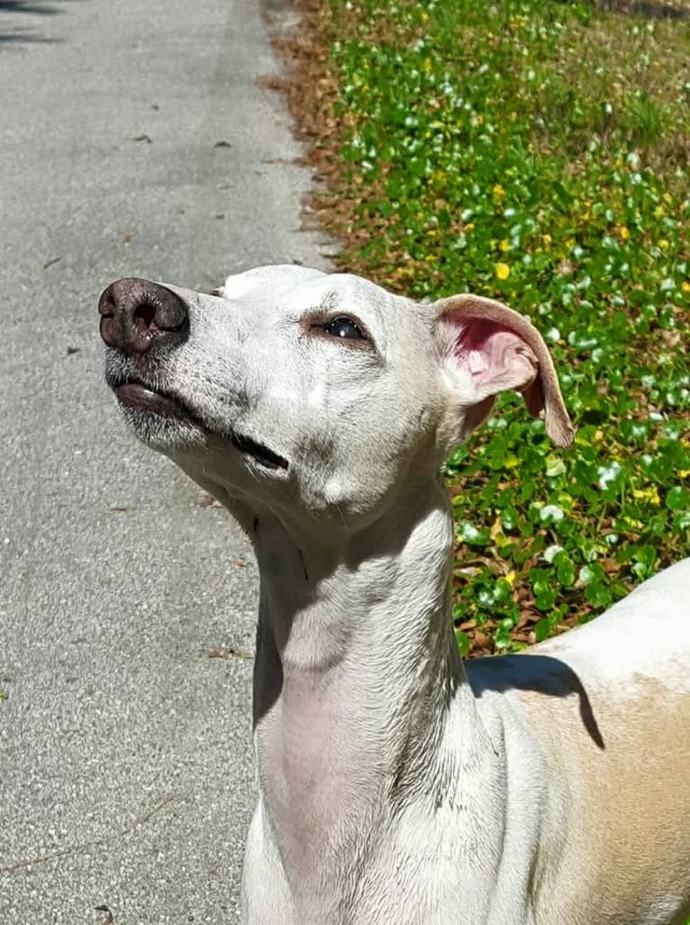 Zoom, a Whippet tested with EmbarkVet.com