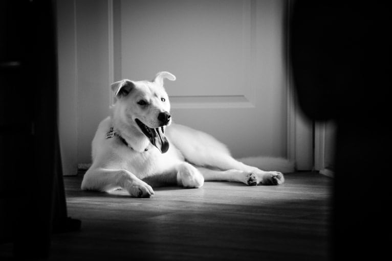 Dash, a Gerberian Shepsky (12.7% unresolved) tested with EmbarkVet.com