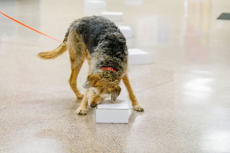 Sunny, an Airedale Terrier and Bluetick Coonhound mix tested with EmbarkVet.com