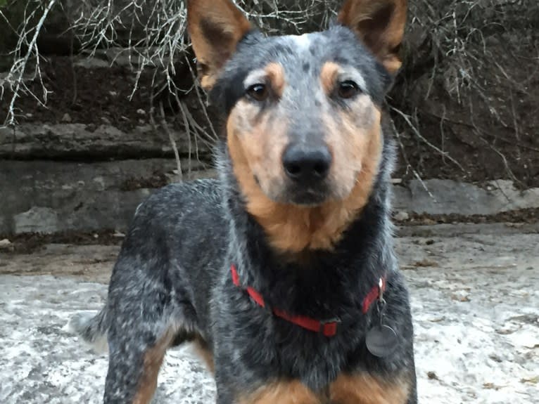 Hank, an Australian Cattle Dog and American Pit Bull Terrier mix tested with EmbarkVet.com