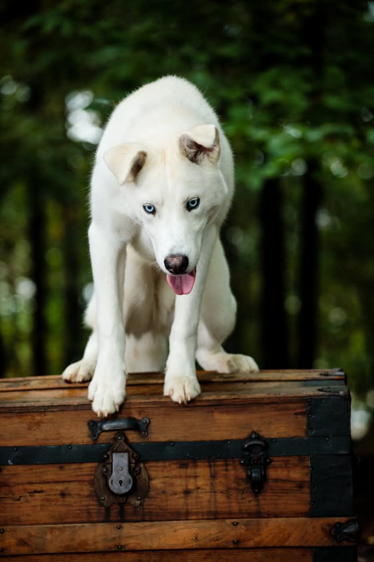 Dash, a Siberian Husky and German Shepherd Dog mix tested with EmbarkVet.com