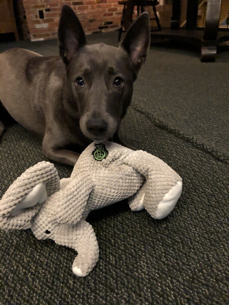 Olive, a German Shepherd Dog and Siberian Husky mix tested with EmbarkVet.com