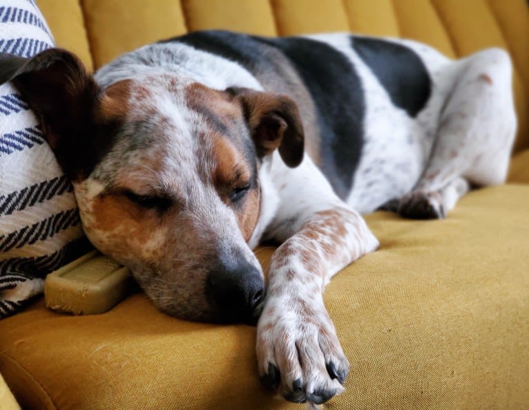 Tchoupitoulas (Chop), a Beagle and German Shepherd Dog mix tested with EmbarkVet.com