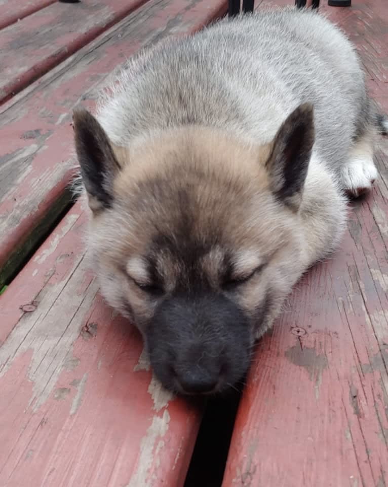 Raven, a West Siberian Laika tested with EmbarkVet.com