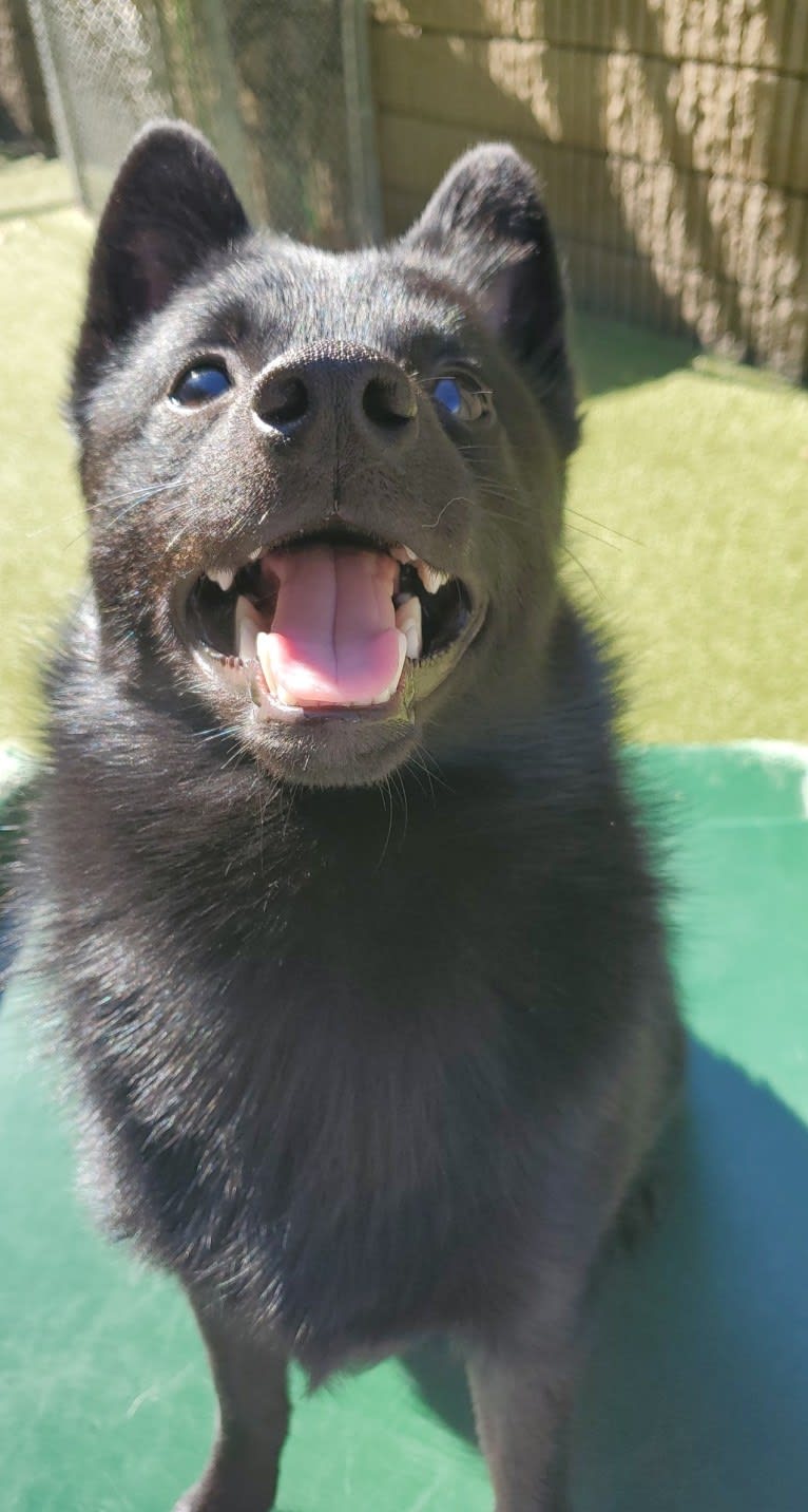 Myotis, a Schipperke tested with EmbarkVet.com