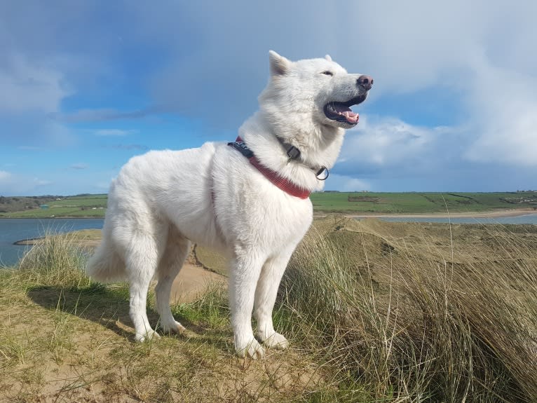 Alaska, a German Shepherd Dog and Akita mix tested with EmbarkVet.com