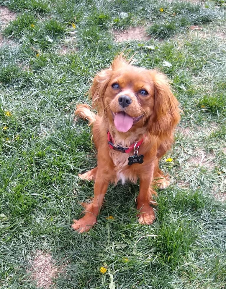 Zoey Belle Dominguez, a Cavalier King Charles Spaniel tested with EmbarkVet.com
