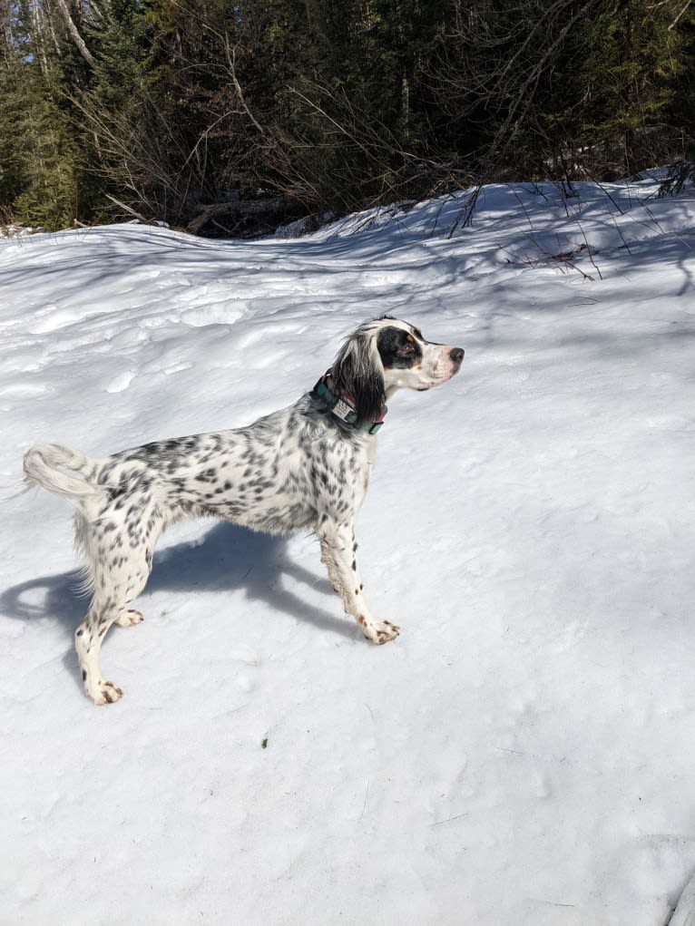 Pippa, a Llewellin Setter tested with EmbarkVet.com