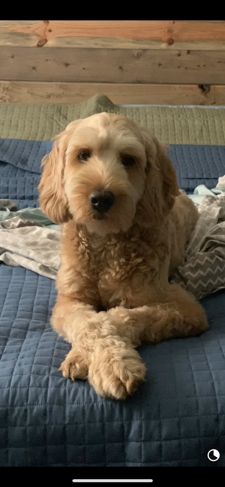 Mackenzie “Mack”, a Poodle (Standard) and Poodle (Small) mix tested with EmbarkVet.com