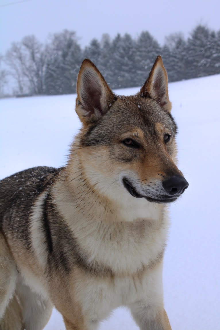 HEJKAL III OD UHOSTE LOKI, a Czechoslovakian Vlcak tested with EmbarkVet.com