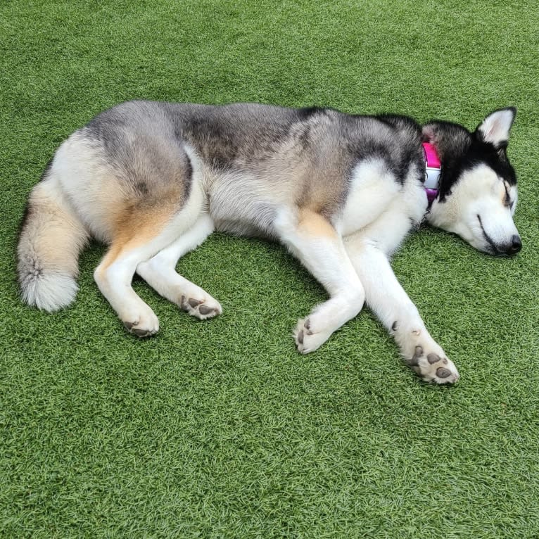 Teyla, a Siberian Husky tested with EmbarkVet.com