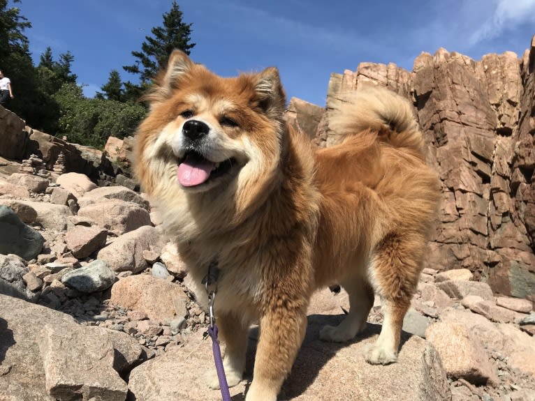 Samantha, a Chow Chow and Labrador Retriever mix tested with EmbarkVet.com