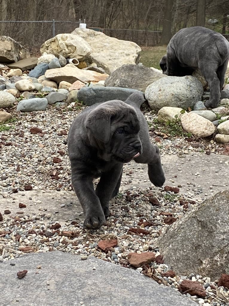 Rocco Roman Hughes, a Cane Corso tested with EmbarkVet.com