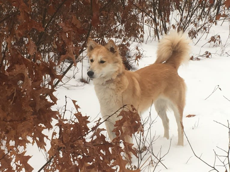 Ashna, a South Asian Village Dog tested with EmbarkVet.com