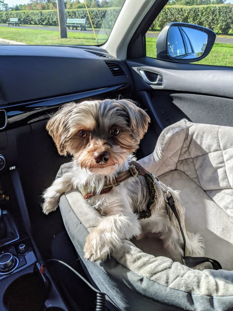 Frodo, a Biewer Terrier and Yorkshire Terrier mix tested with EmbarkVet.com