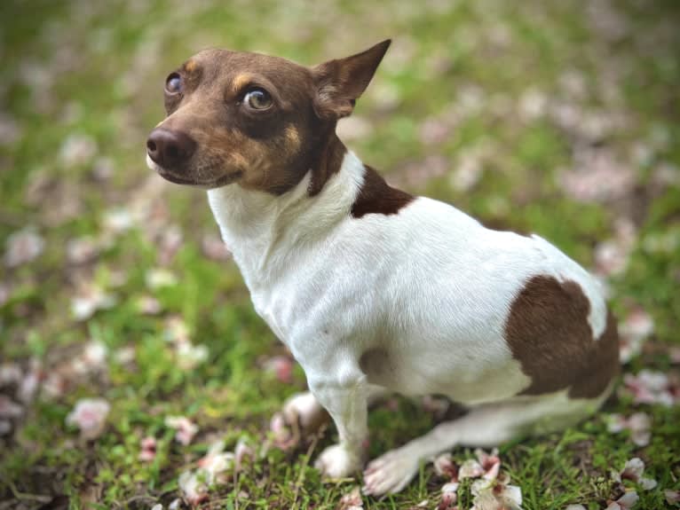 Ms Honey Graham, a Teddy Roosevelt Terrier tested with EmbarkVet.com