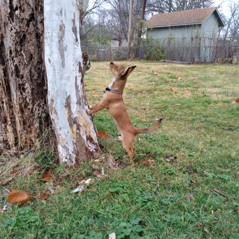 ROO, a Yorkshire Terrier and Chihuahua mix tested with EmbarkVet.com