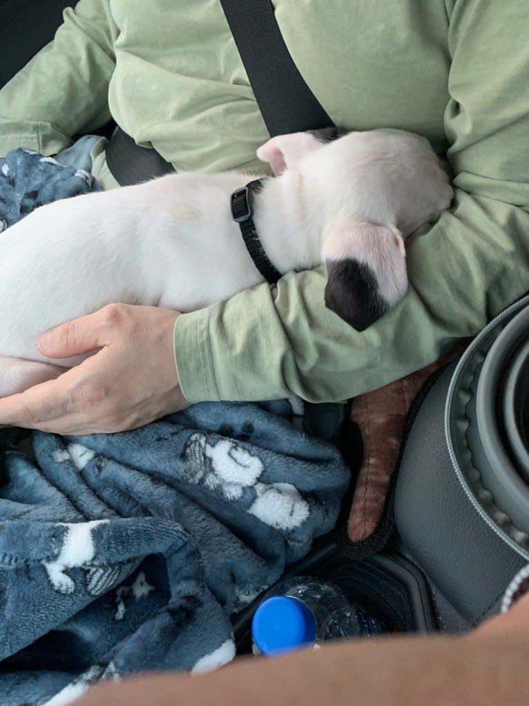 Tao-Tao, a Dogo Argentino tested with EmbarkVet.com