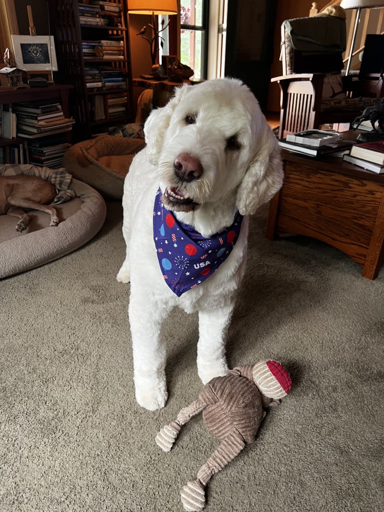 Morty, a Portuguese Water Dog tested with EmbarkVet.com