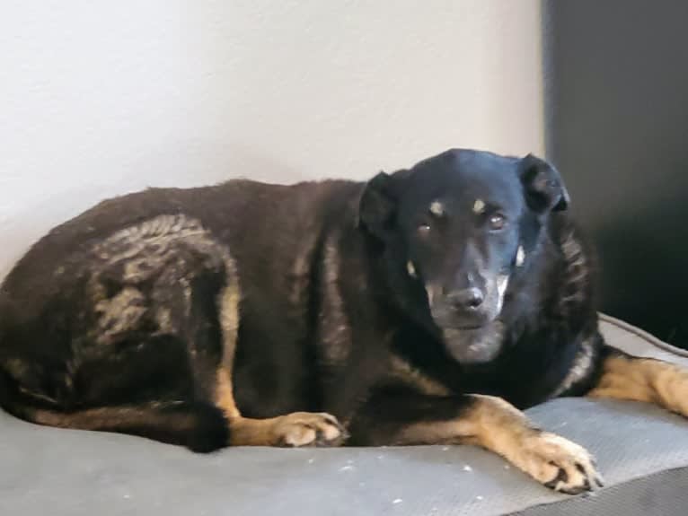 Shyllah, a German Shepherd Dog and Weimaraner mix tested with EmbarkVet.com