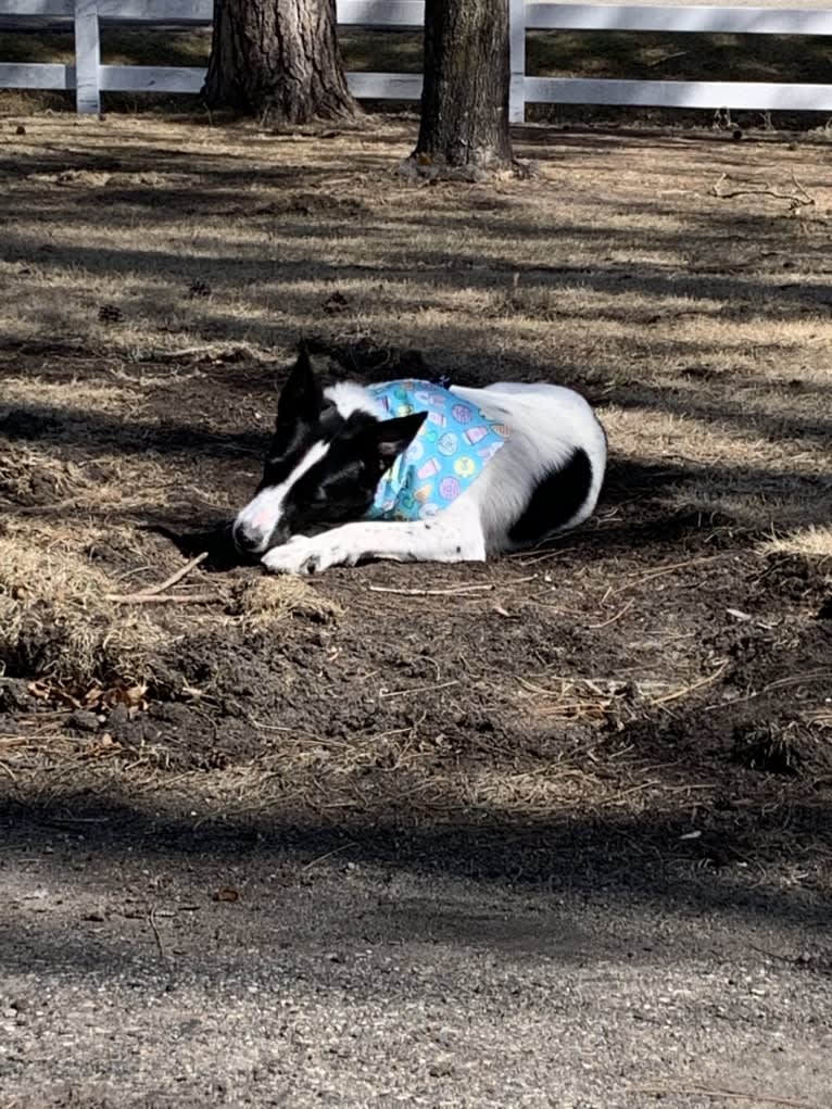 Photo of Lupita, an Australian Cattle Dog, Border Collie, and Labrador Retriever mix in SPCA of Polk County, South Houston Avenue, Livingston, TX, USA