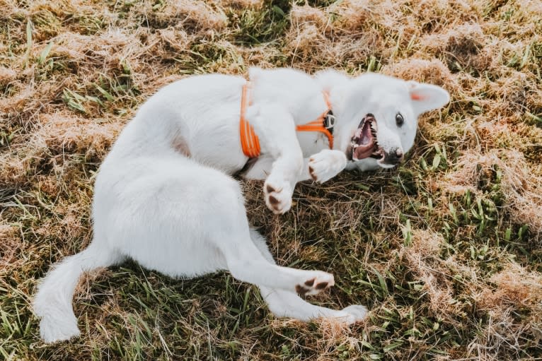 Nuru, a Japanese or Korean Village Dog and Jindo mix tested with EmbarkVet.com