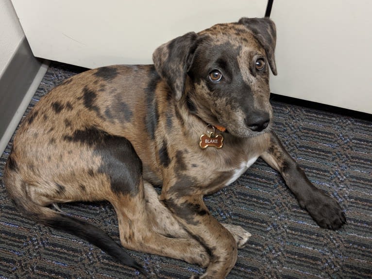 Blake, an American Bully and Dachshund mix tested with EmbarkVet.com