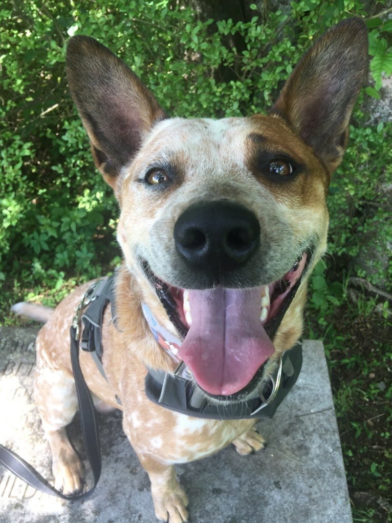 Frost, an Australian Cattle Dog tested with EmbarkVet.com