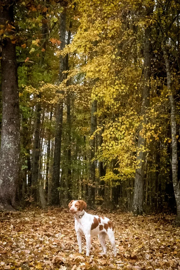 Belle, a Brittany tested with EmbarkVet.com