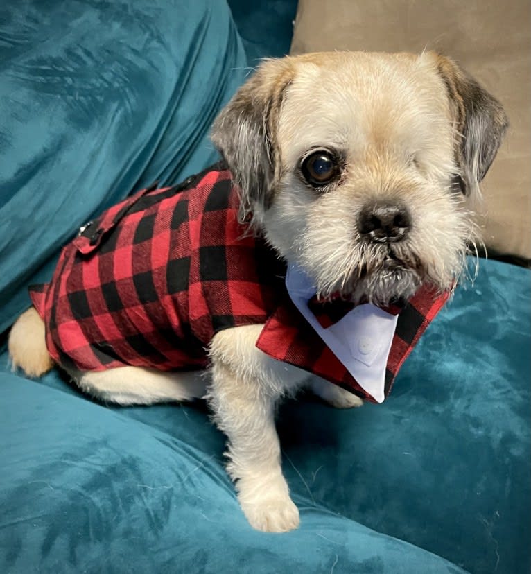 Winston, a Pugapoo tested with EmbarkVet.com