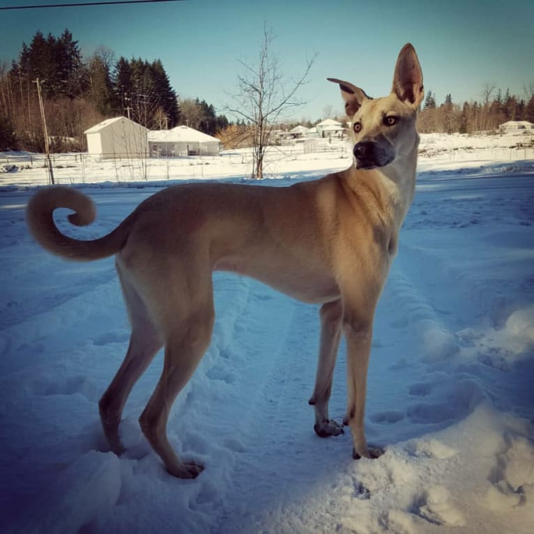 Loki, a Formosan Mountain Dog tested with EmbarkVet.com
