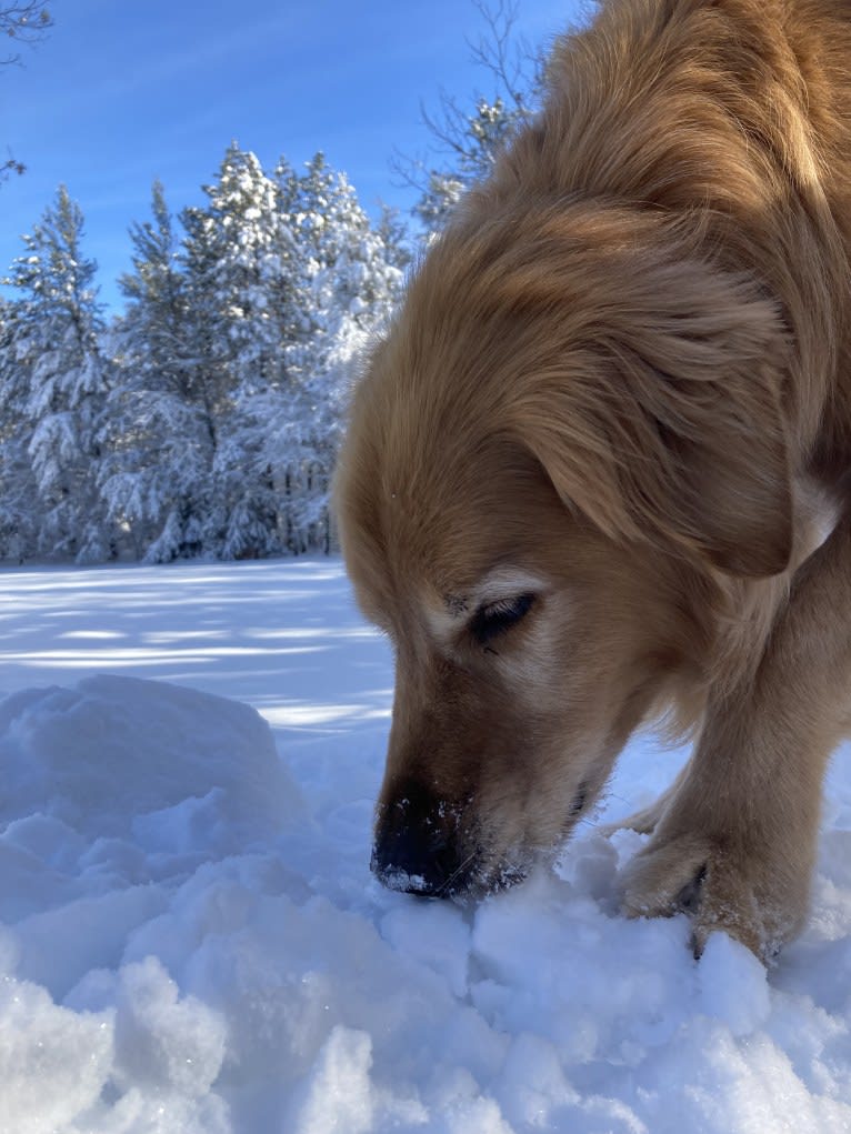 Timber “Gross Manor’s I’ll Be The One You Won’t Forget”, a Golden Retriever tested with EmbarkVet.com