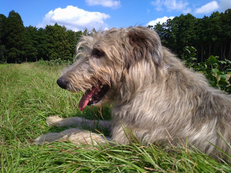 Mouton, an Irish Wolfhound tested with EmbarkVet.com