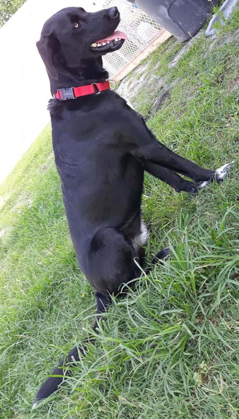 christal, a Golden Retriever and Australian Cattle Dog mix tested with EmbarkVet.com