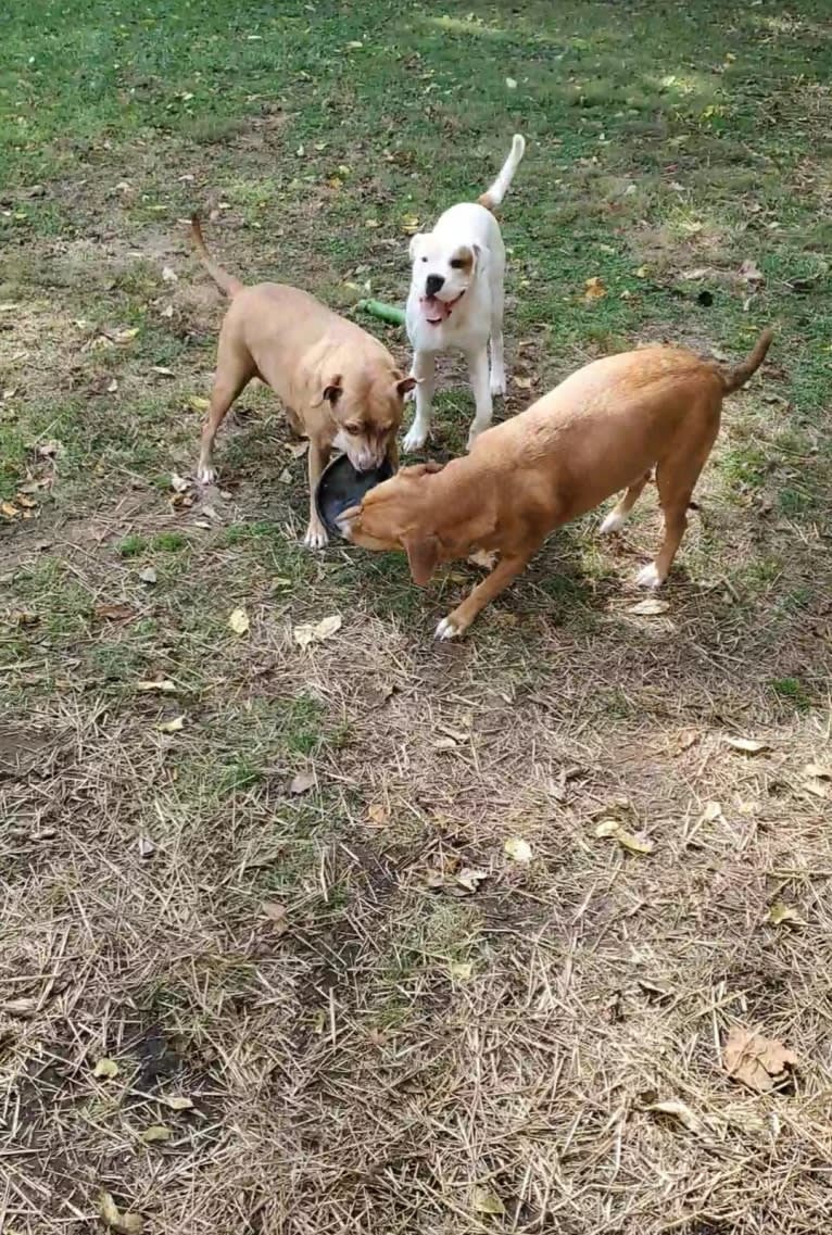 Thorsen, a Boxer and Saint Bernard mix tested with EmbarkVet.com