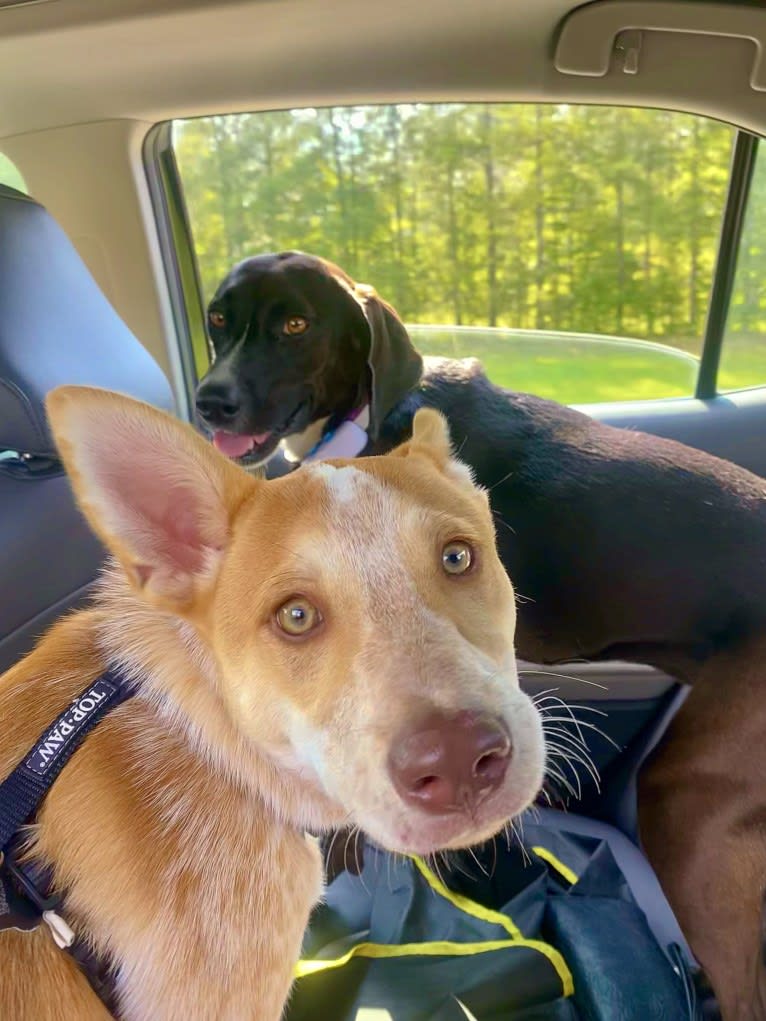 Lou, an Australian Cattle Dog and Australian Shepherd mix tested with EmbarkVet.com