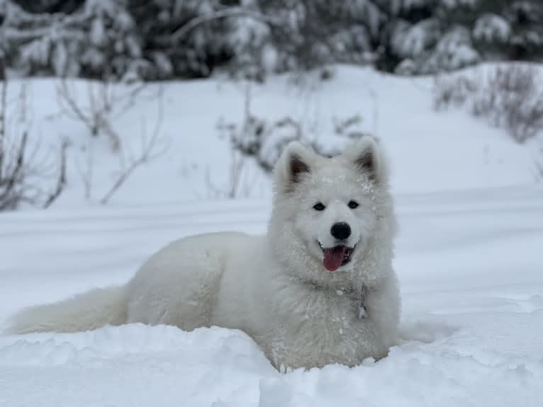 Sammi, a Samoyed and German Shepherd Dog mix tested with EmbarkVet.com