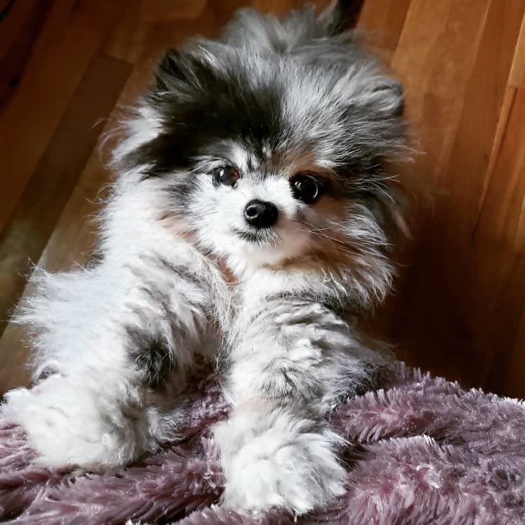 Ferris, a Pomeranian tested with EmbarkVet.com