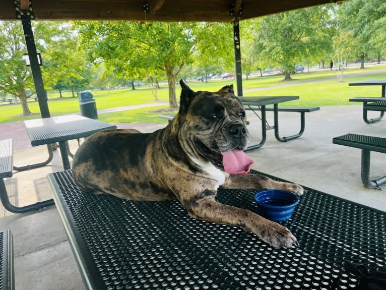 Oreo, a Bulldog and Boxer mix tested with EmbarkVet.com