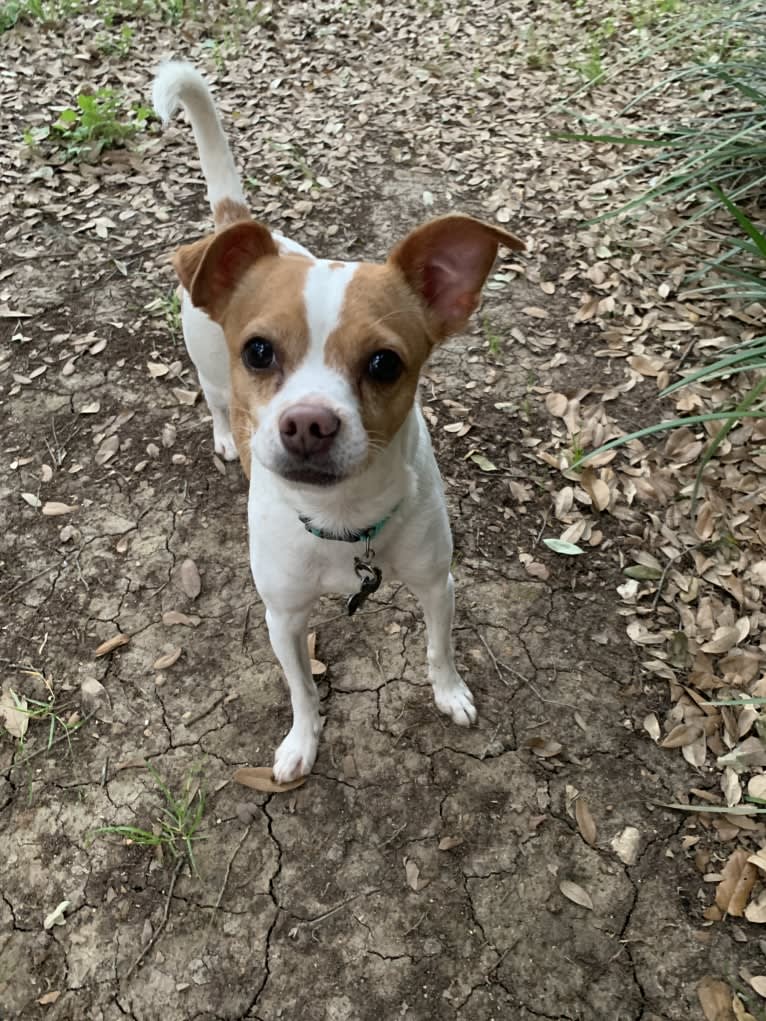 Stella, a Chihuahua and Miniature Schnauzer mix tested with EmbarkVet.com