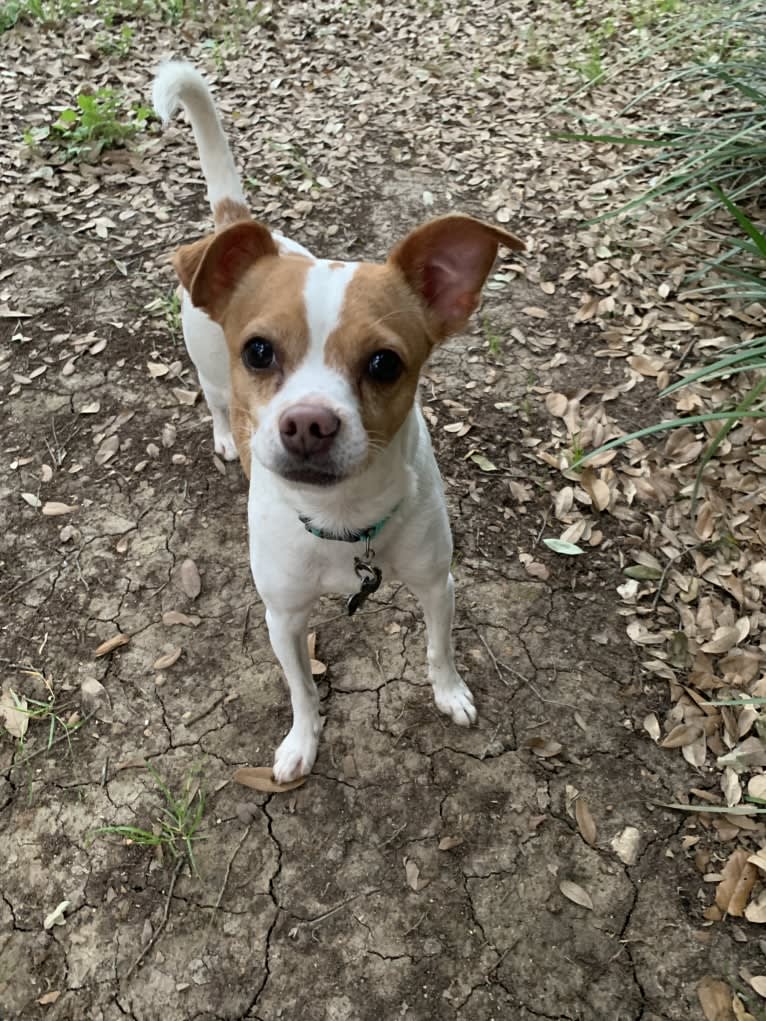 Stella, a Chihuahua and Miniature Schnauzer mix tested with EmbarkVet.com